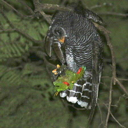 018 Black-banded Owl with Blaze-winged Parakeet 70D2199