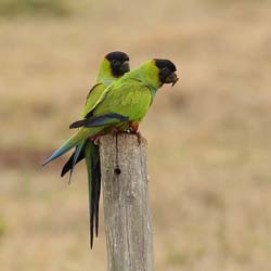 003 Black-hooded Parakeet 10J8E9104
