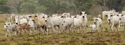 004 Brazilian Cattle 10J8E9019