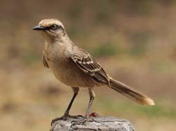 006 Chalk-browed Mockingbird 10J8E9084