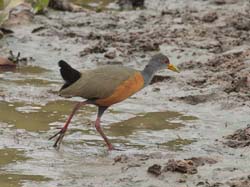 008 Grey-Necked Wood Rail 10J8E9241