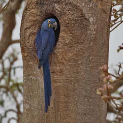 009 Hyacinth Macaw 10J8E9172