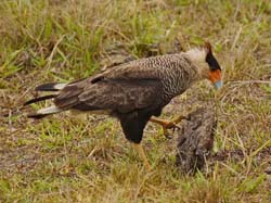 010 outhern Crested Caracara 10J8E9217