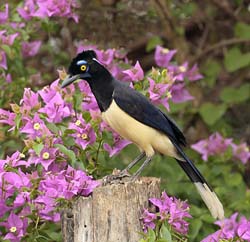012 Plush-crested Jay 10J8E9085