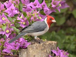 014 Red-Crested Cardinal 10J8E9071