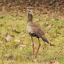 015 Red-legged Seriema 10J8E9123