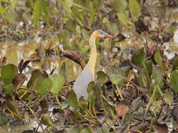 016 Whistling Heron 10J8E9035