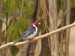 017 Yellow-billed Cardinal 10J8E9060