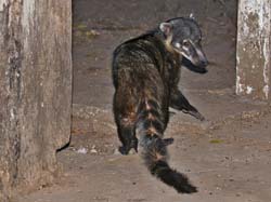 019 Coati 70D2187