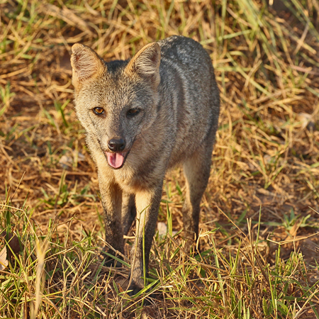 021-Crab-eating Fox 10J8E9924