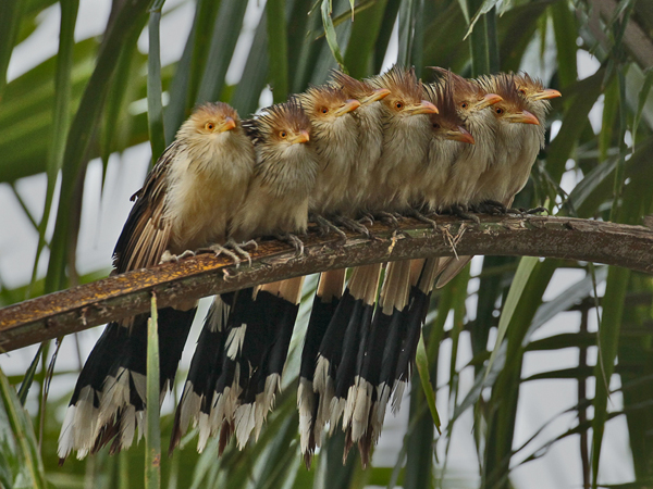 022-Nine Guira Cuckoos 10J8E9358