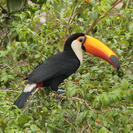 023-Toco Toucan 10J8E9744
