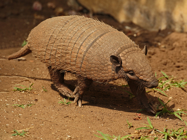 027-Big Hairy Armadillo 10J8E9779