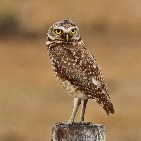 030-Burrowing Owl 10J8E9563