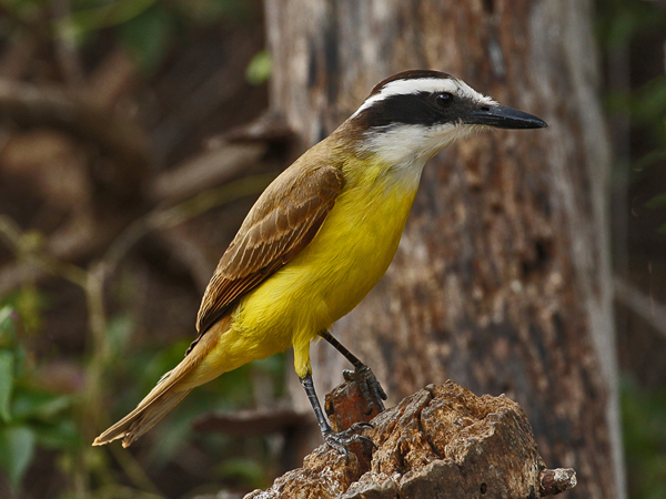 040-Kiskadee 10J8E9813