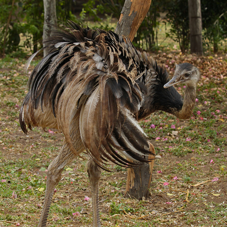 043-Greater Rhea 10J8E9805