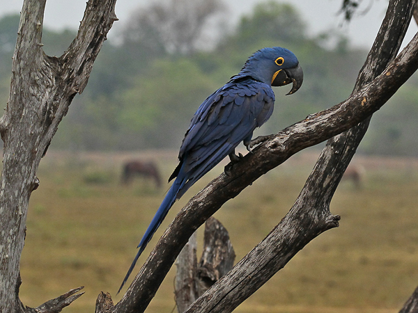 045-Hyacinth Macaw 10J8E9486