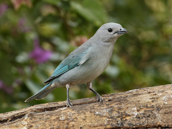 048-Sayaca Tanager 10J8E9796