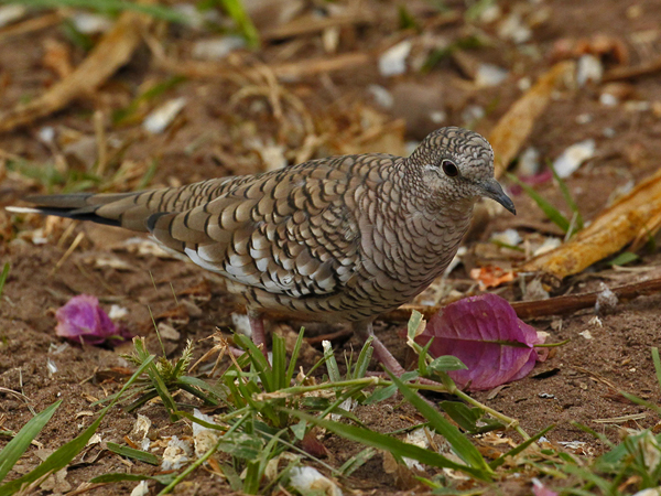 049-Scaled Dove 10J8E9759