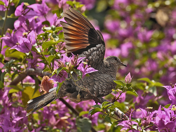 050-Scaled Dove 10J8E9772