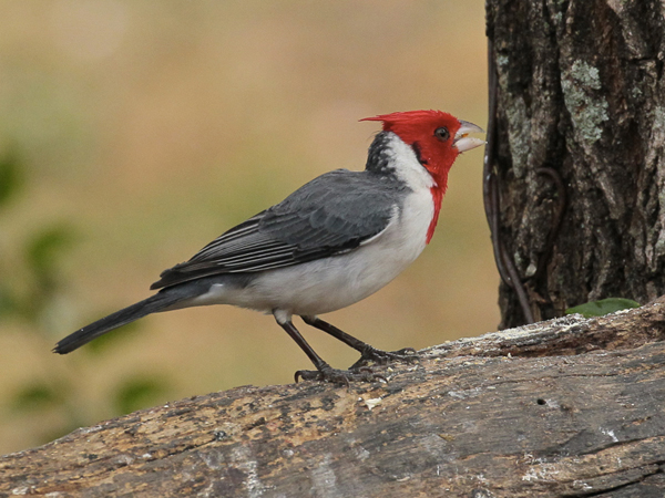 053-Yellow-billed Cardinal 10J8E9317
