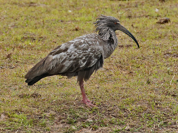 054-Plumbeous Ibis 11J8E0013