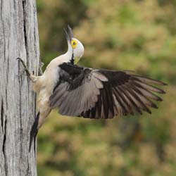 020-White Woodpecker 10J8E9412