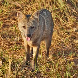 021-Crab-eating Fox 10J8E9924