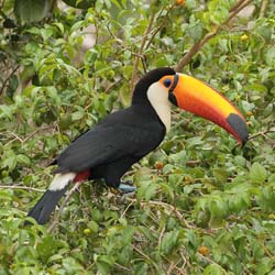 023-Toco Toucan 10J8E9744