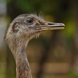 024-Greater Rhea 10J8E9803