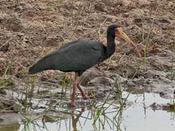 025-Bare-faced Ibis 10J8E9995