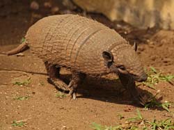 027-Big Hairy Armadillo 10J8E9779