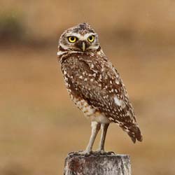 030-Burrowing Owl 10J8E9563