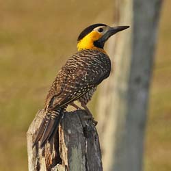 031-Campo Flicker 10J8E9880