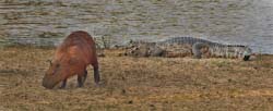 032-Capybara and Caiman 10J8E9975