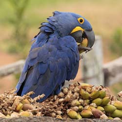 033-Hyacinth Macaw 10J8E9737