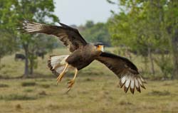034-Caracara 10J8E9949