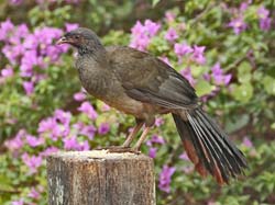 035-Chachalaca 10J8E9267