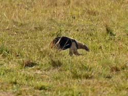 036-Collared Anteater 10J8E9827