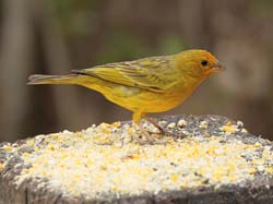 038-Lowland Hepatic Tanager 10J8E9329