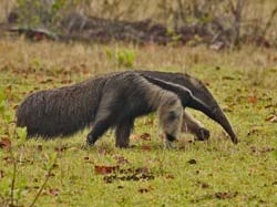 039-Giant Anteater 10J8E9614