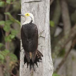 042-White Woodpecker 10J8E9432