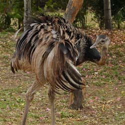 043-Greater Rhea 10J8E9805