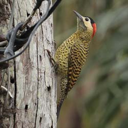 044-Green-barred Woodpecker 10J8E9341