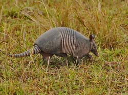 047-Nine-banded Armadillo 10J8E9641