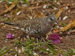 049-Scaled Dove 10J8E9759