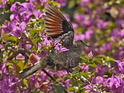 050-Scaled Dove 10J8E9772