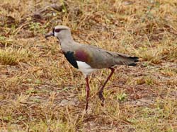 051-Southern Lapwing 10J8E9545