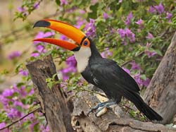 052-Toco Toucan 10J8E9466