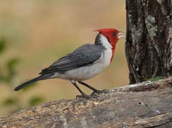 053-Yellow-billed Cardinal 10J8E9317